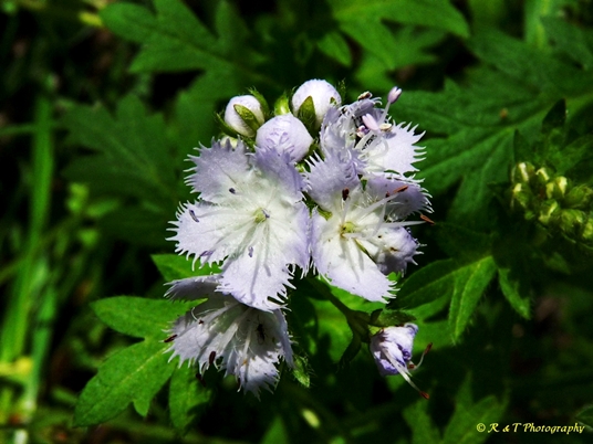 {Phacelia purshii}
